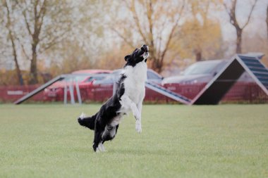 Dog catching flying disk in jump, pet playing outdoors in a park. Sporting event, achievement in sport