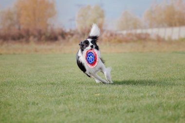 Dog catching flying disk in jump, pet playing outdoors in a park. Sporting event, achievement in sport