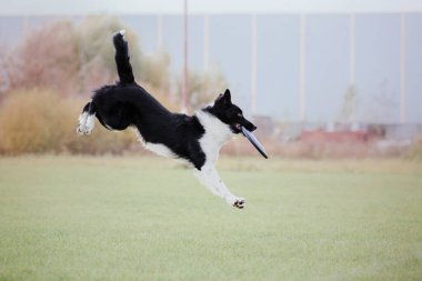 Dog catching flying disk in jump, pet playing outdoors in a park. Sporting event, achievement in sport
