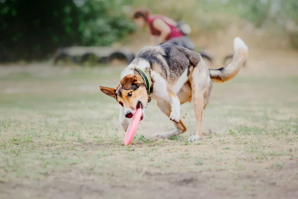 Dog Catching Flying Disk Jump Pet Playing Outdoors Park Sporting — Stok Foto
