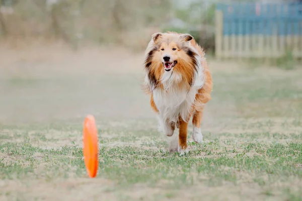 Dog Catching Flying Disk Jump Pet Playing Outdoors Park Sporting — Foto Stock