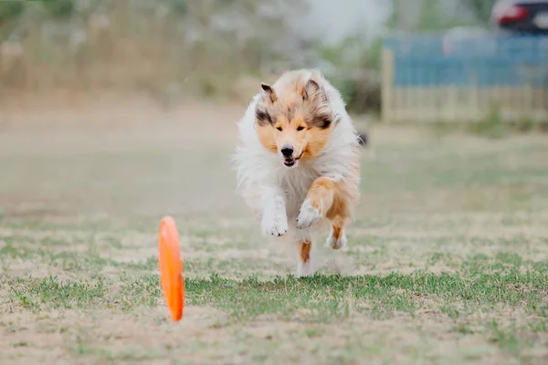 Dog Catching Flying Disk Jump Pet Playing Outdoors Park Sporting — Φωτογραφία Αρχείου