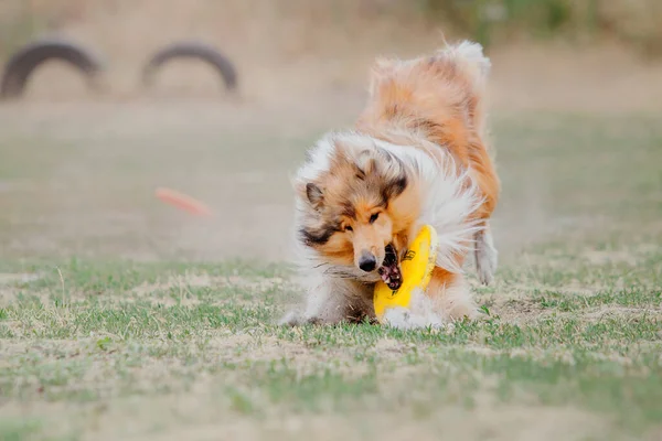 Dog Catching Flying Disk Jump Pet Playing Outdoors Park Sporting — Φωτογραφία Αρχείου