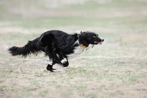 Dog Catching Flying Disk Jump Pet Playing Outdoors Park Sporting — Stockfoto