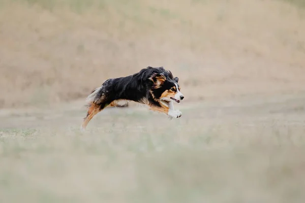 stock image Dog catching flying disk in jump, pet playing outdoors in a park. Sporting event, achievement in sport