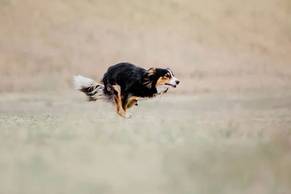 Dog Catching Flying Disk Jump Pet Playing Outdoors Park Sporting — Stok fotoğraf