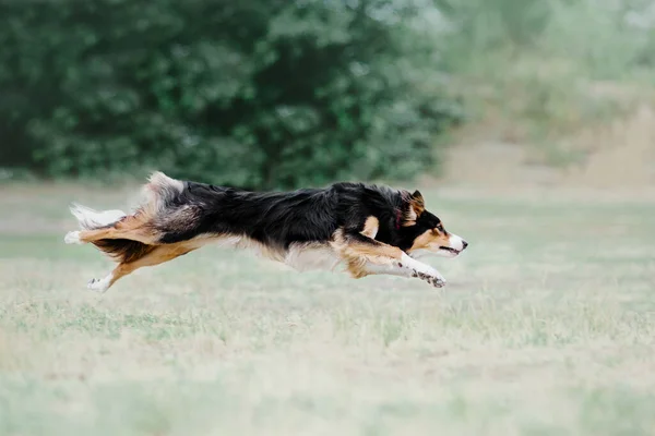 Dog Catching Flying Disk Jump Pet Playing Outdoors Park Sporting – stockfoto