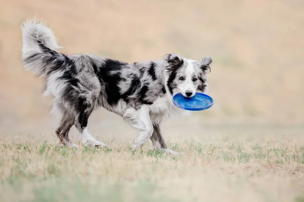 Dog Catching Flying Disk Jump Pet Playing Outdoors Park Sporting — Stock fotografie