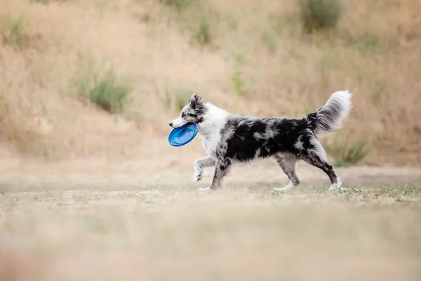Dog Catching Flying Disk Jump Pet Playing Outdoors Park Sporting — Stok Foto