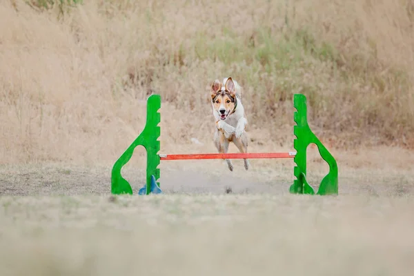 Dog Catching Flying Disk Jump Pet Playing Outdoors Park Sporting — Foto de Stock