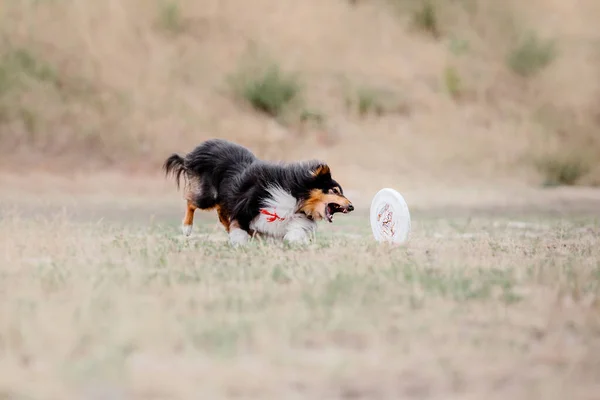Собака Ловит Летающий Диск Прыжке Домашнее Животное Играет Открытом Воздухе — стоковое фото