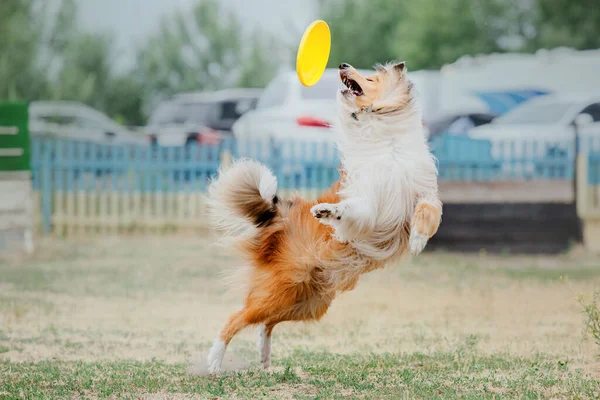 Dog Catching Flying Disk Jump Pet Playing Outdoors Park Sporting — Zdjęcie stockowe