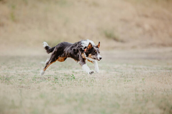 Dog catching flying disk in jump, pet playing outdoors in a park. Sporting event, achievement in sport