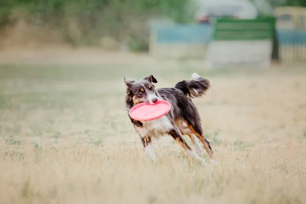 Dog Catching Flying Disk Jump Pet Playing Outdoors Park Sporting — 스톡 사진