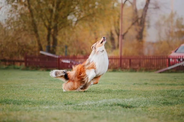 Dog Catching Flying Disk Jump Pet Playing Outdoors Park Sporting — ストック写真