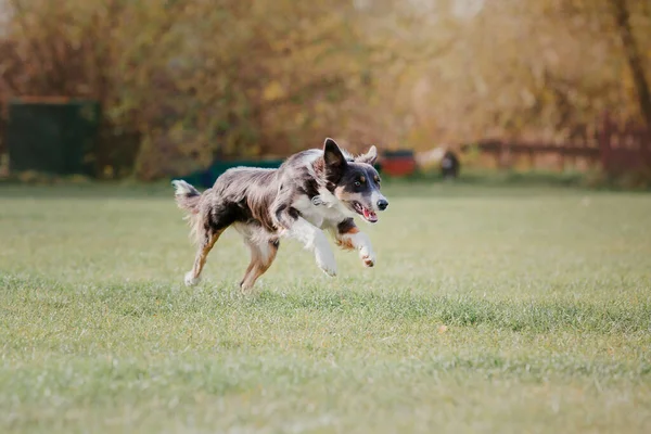 Dog Catching Flying Disk Jump Pet Playing Outdoors Park Sporting —  Fotos de Stock