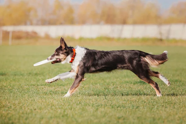Dog Catching Flying Disk Jump Pet Playing Outdoors Park Sporting — Photo