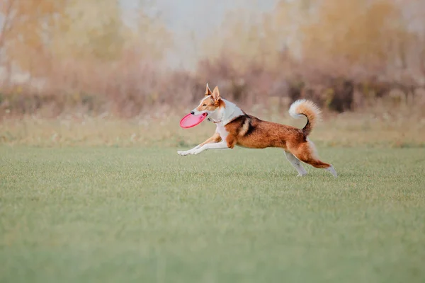 Dog Catching Flying Disk Jump Pet Playing Outdoors Park Sporting — 图库照片