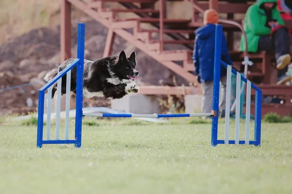 Dog Catching Flying Disk Jump Pet Playing Outdoors Park Sporting — Stock fotografie