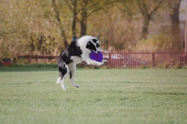 Dog Catching Flying Disk Jump Pet Playing Outdoors Park Sporting — Zdjęcie stockowe