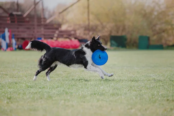 Dog Catching Flying Disk Jump Pet Playing Outdoors Park Sporting — 图库照片