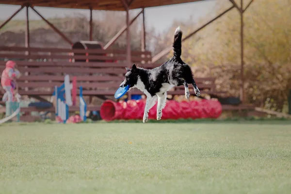 Собака Ловить Літаючий Диск Стрибку Домашня Тварина Грає Відкритому Повітрі — стокове фото