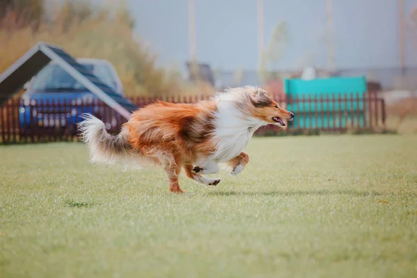 Dog Catching Flying Disk Jump Pet Playing Outdoors Park Sporting — Stock Fotó