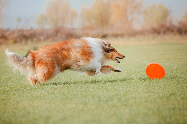 Dog Catching Flying Disk Jump Pet Playing Outdoors Park Sporting — Stock Photo, Image