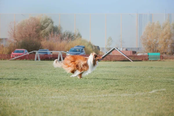 Dog Catching Flying Disk Jump Pet Playing Outdoors Park Sporting — 스톡 사진