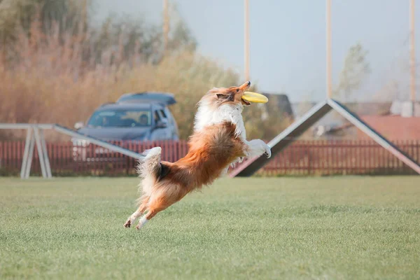 Dog Catching Flying Disk Jump Pet Playing Outdoors Park Sporting — Fotografia de Stock