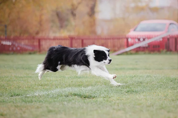 Dog Catching Flying Disk Jump Pet Playing Outdoors Park Sporting — Stok fotoğraf