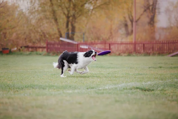 Dog Catching Flying Disk Jump Pet Playing Outdoors Park Sporting —  Fotos de Stock