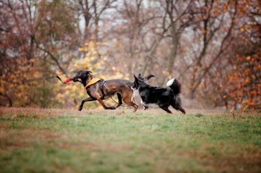 Foggy Autumn Morning 'de bir grup köpek. Köpekler koşuyor. Açık havada hızlı köpekler. Parktaki hayvanlar..