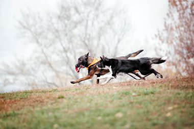 Foggy Autumn Morning 'de bir grup köpek. Köpekler koşuyor. Açık havada hızlı köpekler. Parktaki hayvanlar..