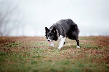 Foggy Autumn Morning 'de şirin bir çoban köpeği cinsi. Köpek eğitimi. Hızlı açık hava köpeği. Parktaki evcil hayvan.