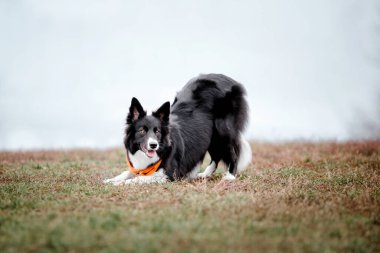 Foggy Autumn Morning 'de şirin bir çoban köpeği cinsi. Köpek eğitimi. Hızlı açık hava köpeği. Parktaki evcil hayvan.