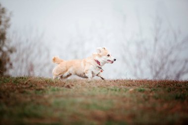 Foggy Autumn Morning 'de Galli Corgi köpek cinsi. Köpek koşusu. Hızlı açık hava köpeği. Parktaki evcil hayvan.