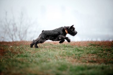 Foggy Autumn Morning 'de minyatür Schnauzer köpek cinsi. Köpek koşusu. Hızlı açık hava köpeği. Parktaki evcil hayvan.