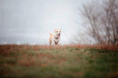 Foggy Autumn Morning 'de Galli Corgi köpek cinsi. Köpek koşusu. Hızlı açık hava köpeği. Parktaki evcil hayvan.