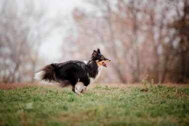 Shetland Çoban Köpeği. Sheltie köpek soyu koşuyor. Hızlı açık hava köpeği. Parktaki evcil hayvan. Aksiyon köpeği fotoğrafı