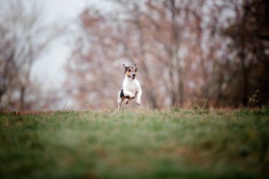 Jack Russell Terrier köpek soyu Foggy Autumn Morning 'de. Köpek koşusu. Hızlı açık hava köpeği. Parktaki evcil hayvan.