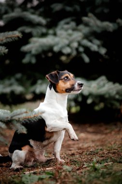 Jack Russell Terrier köpek soyu Foggy Autumn Morning 'de. Köpek koşusu. Hızlı açık hava köpeği. Parktaki evcil hayvan.