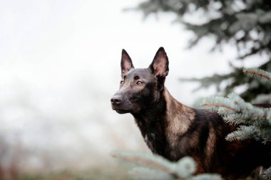 Belçika çobanı Malinois yürüyüşe çıktı. Sonbahar, sonbahar. Mutlu açık hava köpeği. Etkin köpek