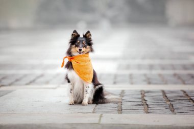 Shetland Çoban Köpeği. Sheltie köpek soyu koşuyor. Hızlı açık hava köpeği. Parktaki evcil hayvan. Aksiyon köpeği fotoğrafı