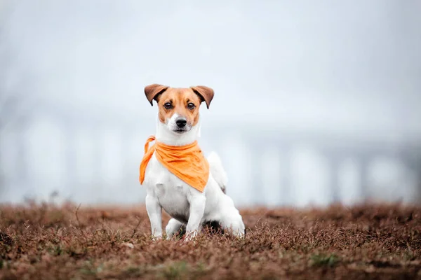 Jack Russell Terrier Hunderasse Einem Nebligen Herbstmorgen Hundeauslauf Schneller Hund — Stockfoto