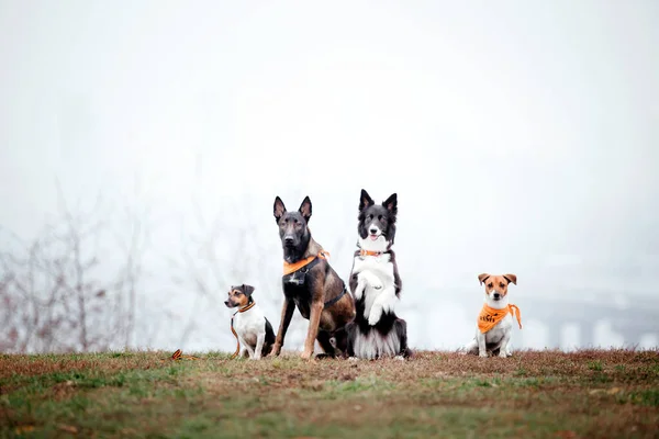 Hundegruppe Einem Nebligen Herbstmorgen Hunde Sitzen Zusammen Schnelle Hunde Freien — Stockfoto
