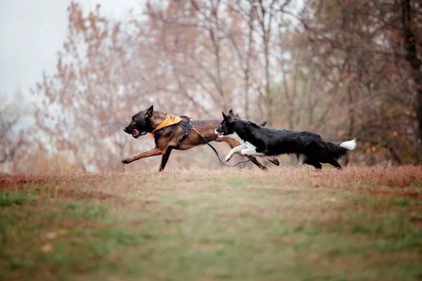 Sekelompok Anjing Pagi Musim Gugur Foggy Anjing Berlari Cepat Anjing — Stok Foto
