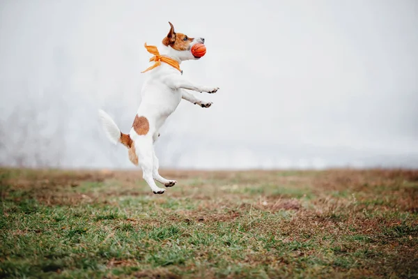 ジャック ラッセル テリア犬はフォギーの秋の朝に繁殖する 犬が走ってる 高速犬の屋外 公園内のペット — ストック写真