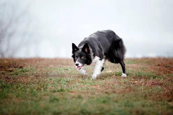 Симпатичная Собака Колли Размножается Осенним Туманным Утром Обучение Собак Быстрый — стоковое фото