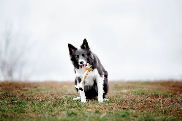 Leuke Border Collie Hondenras Een Mistige Herfstochtend Hondentraining Snelle Hond — Stockfoto